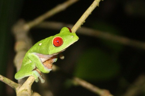 Red-eyed_tree_frog_Lapa_Rios