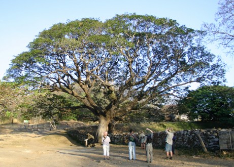 Samanea-saman