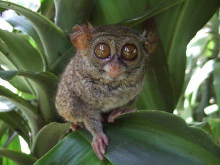 Tarsius_tarsier_Tandurusa_zoo