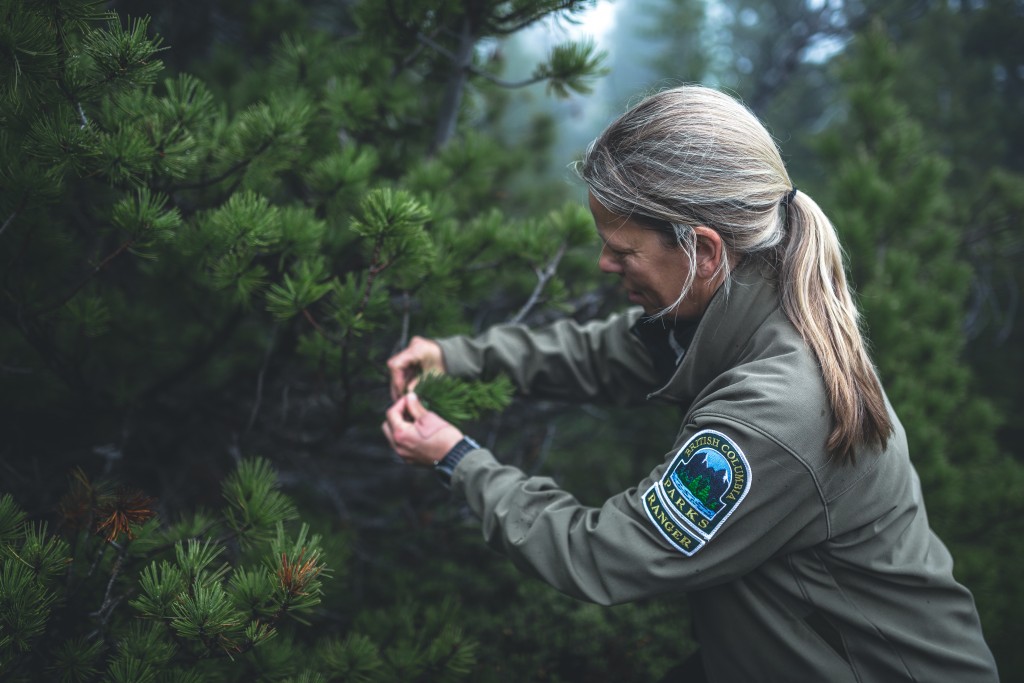 White Bark Pine Ranger