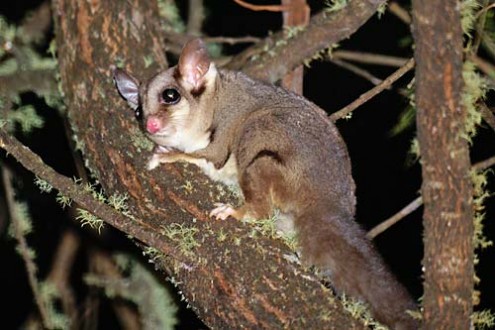 sugar-glider-creative-commons