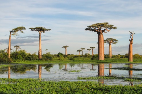 baobab tree africa