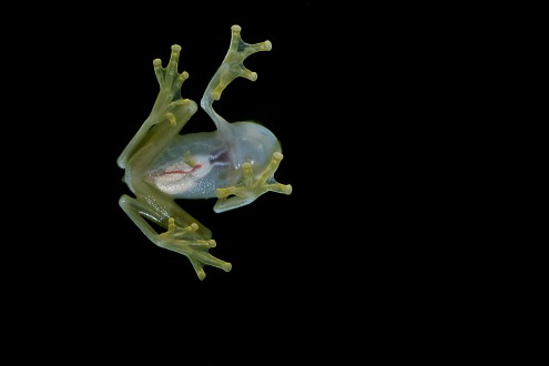 Flickr_-_ggallice_-_Glass_frog_(5)