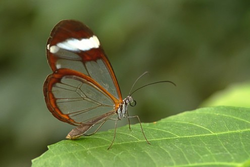 Glasswinged_butterfly
