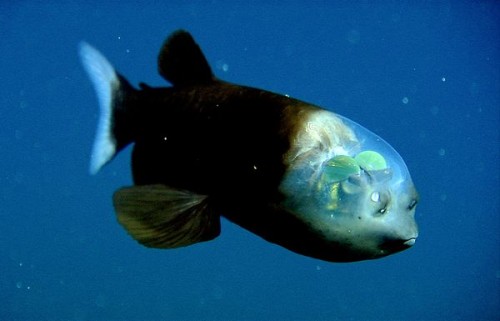 Pacific-Barreleye-fish