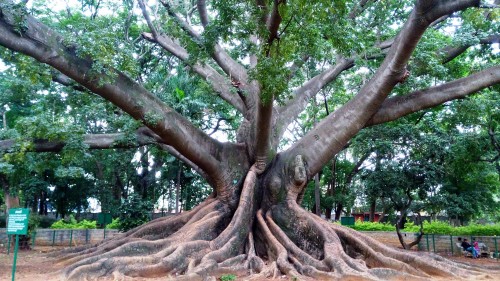 silk cotton tree cambodia