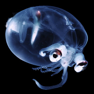 squid