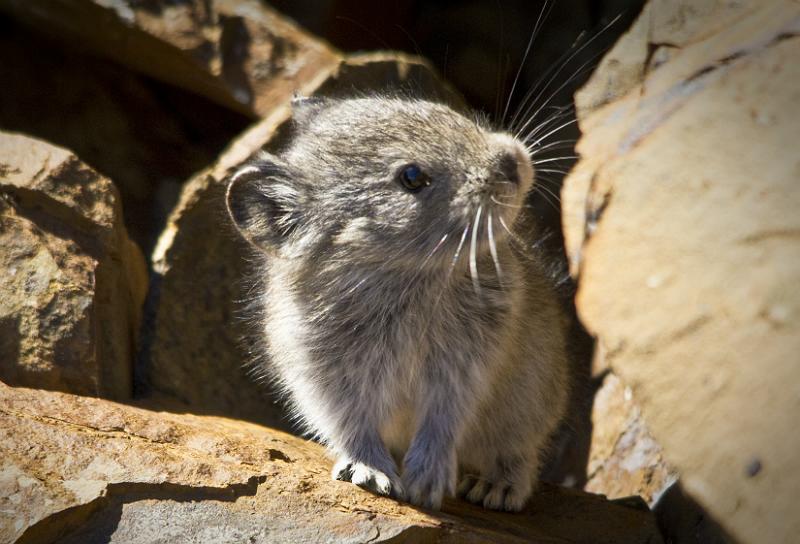 5 wild facts about the american pika the cutest endangered species