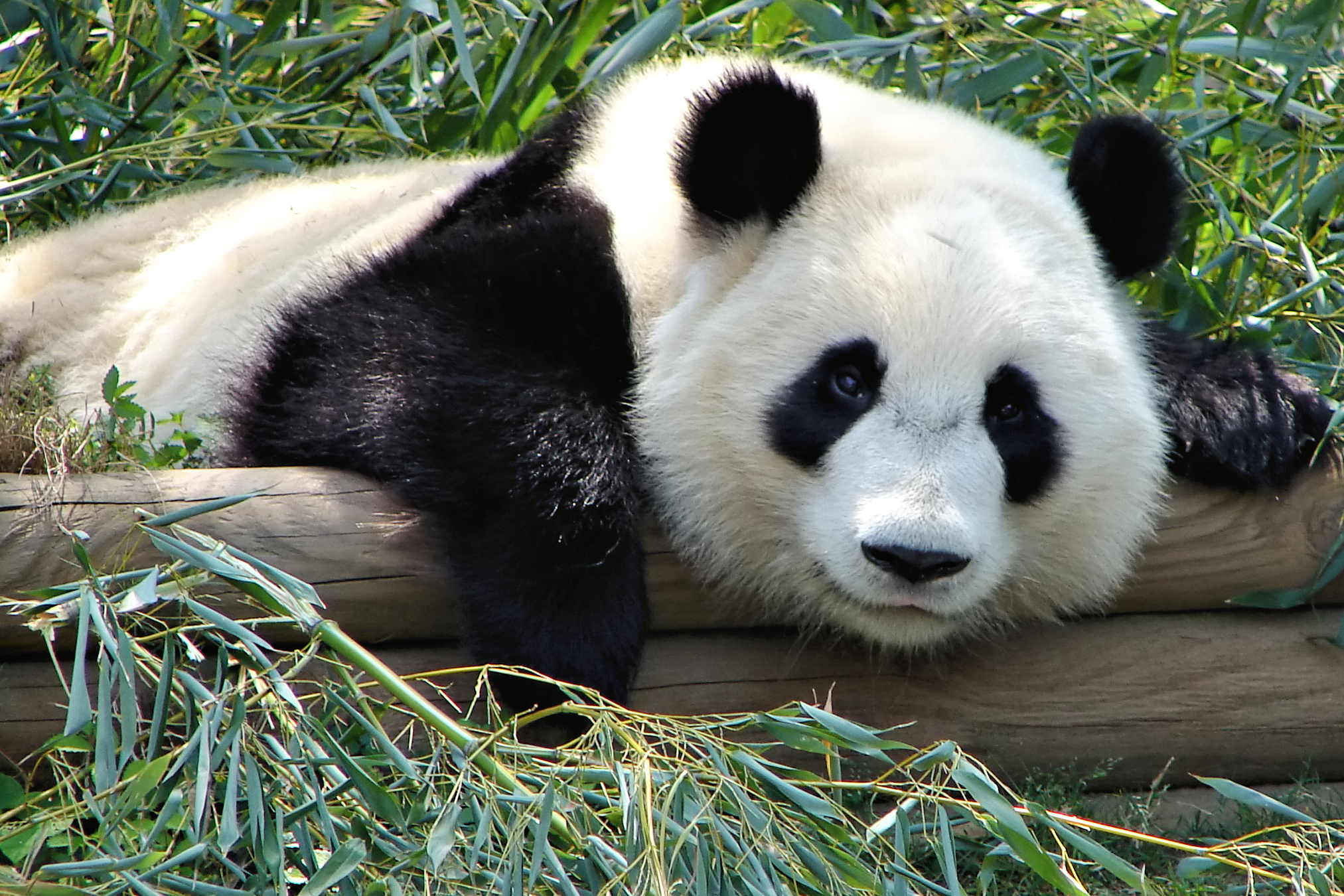 giant panda