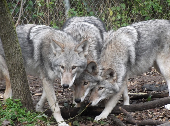 north american gray wolf pack