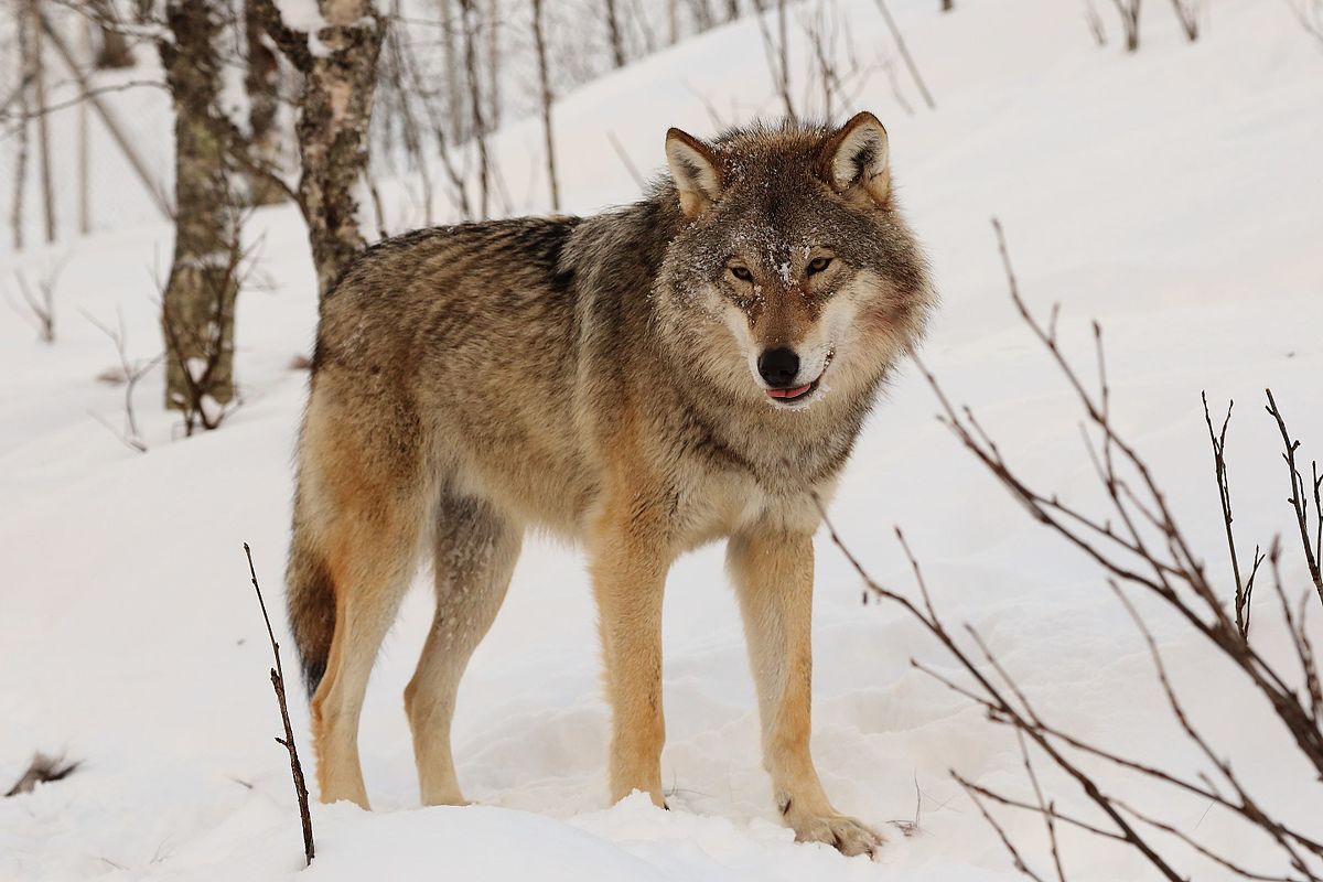 north american gray wolf