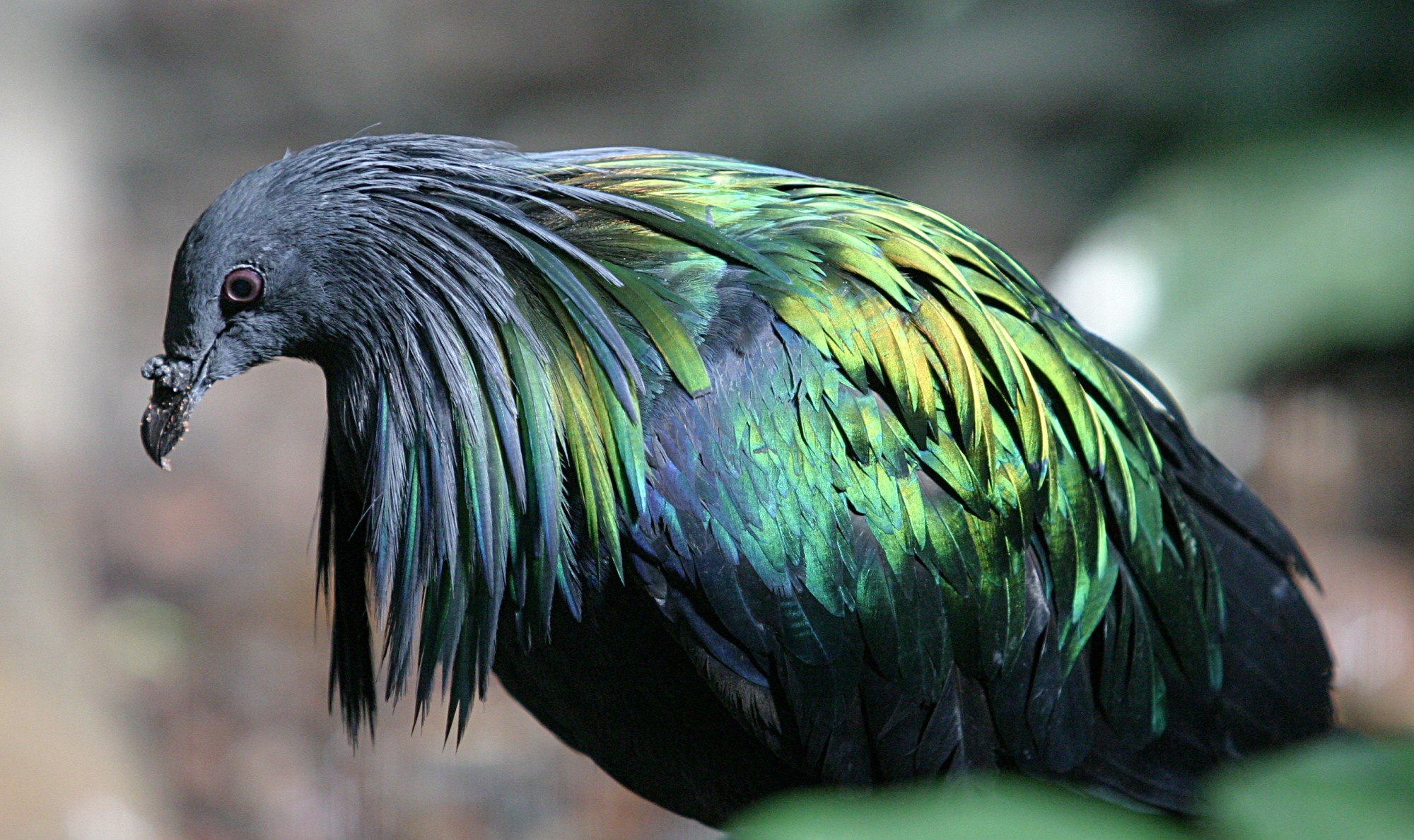 nicobar pigeon
