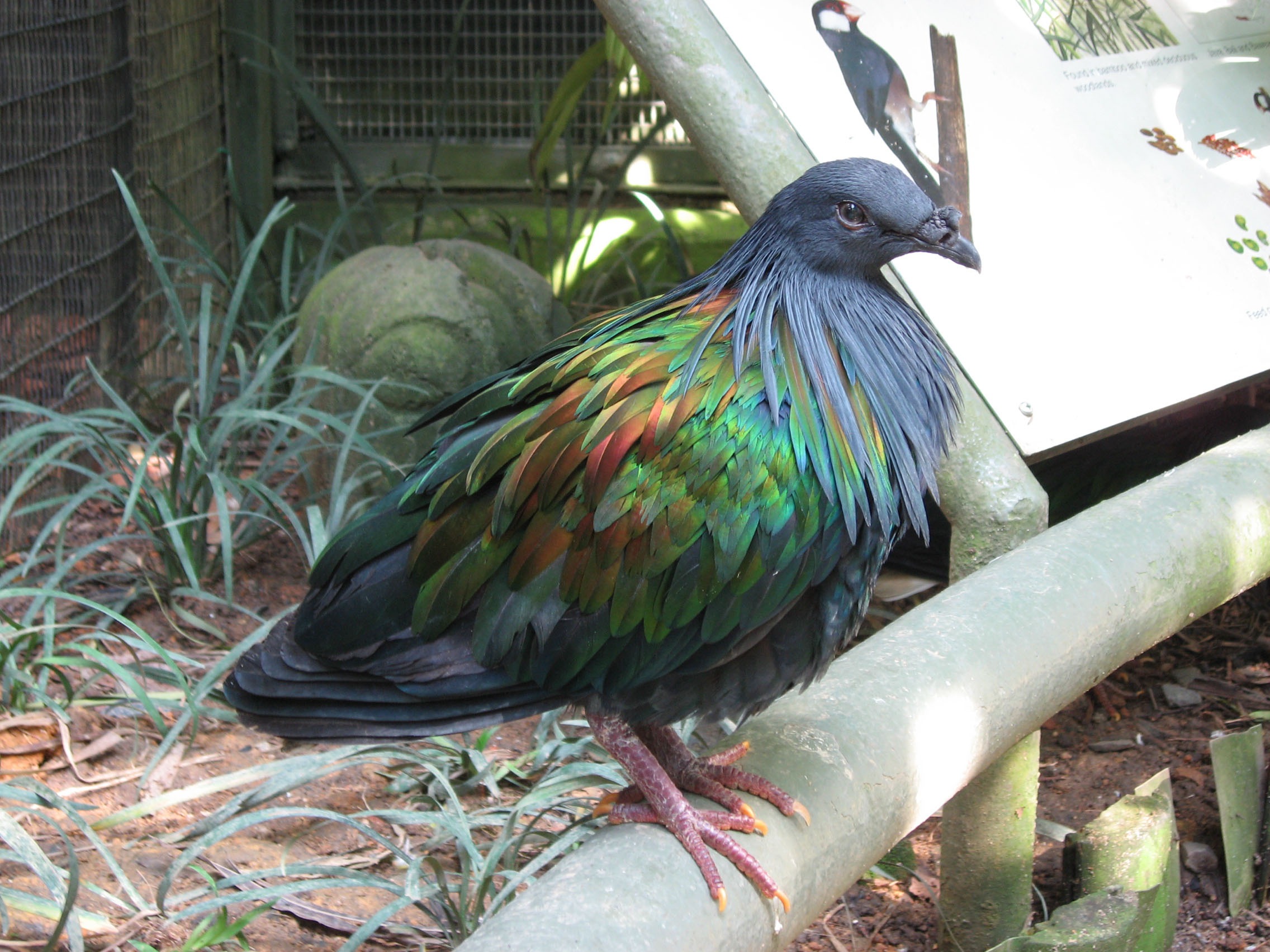 nicobar pigeon