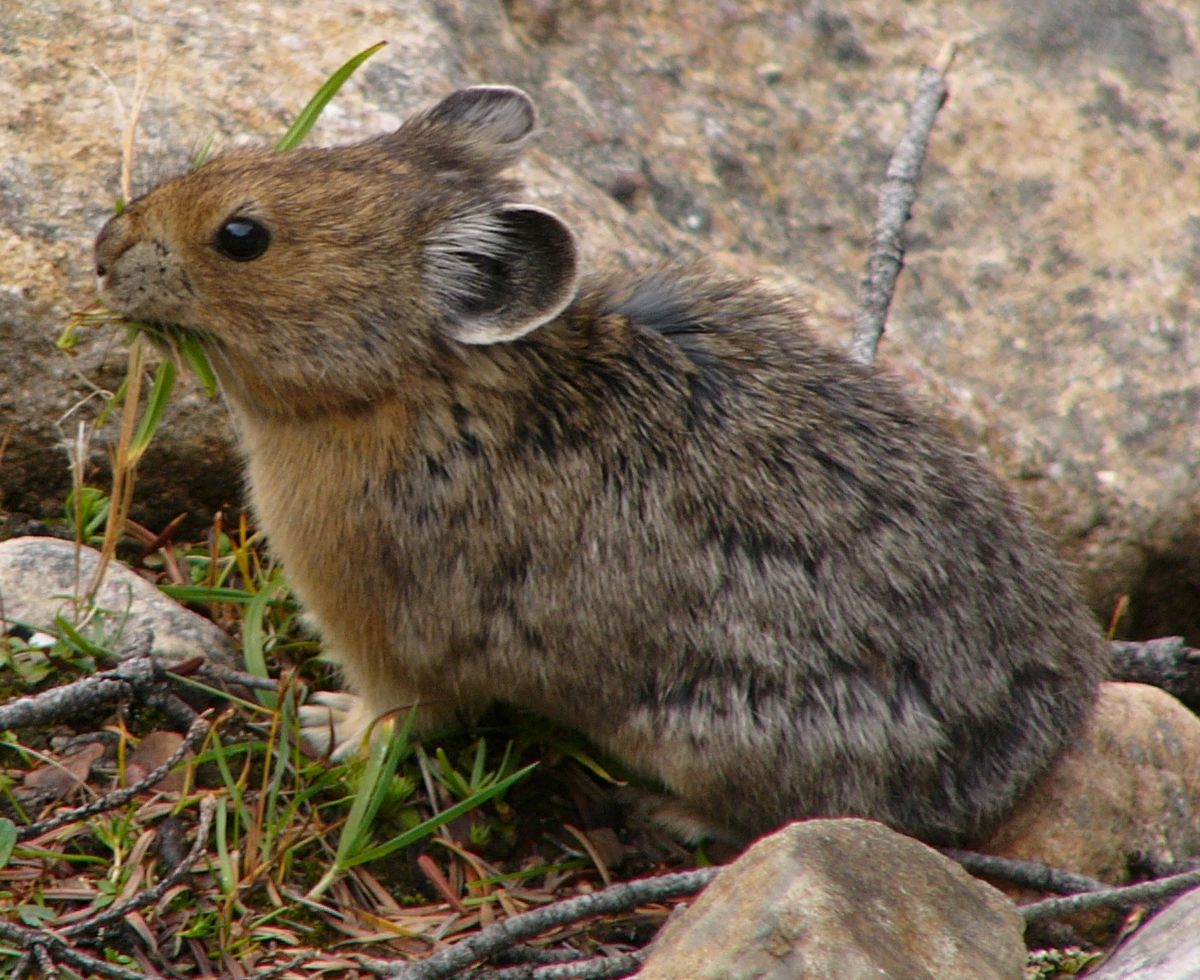 american pika