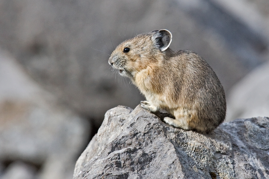 american pika