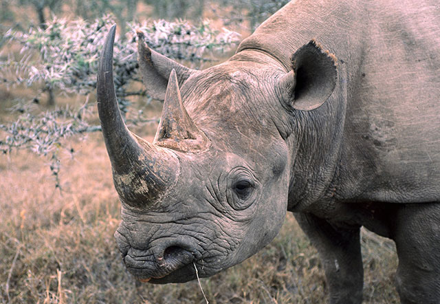 indian rhinoceros rhino
