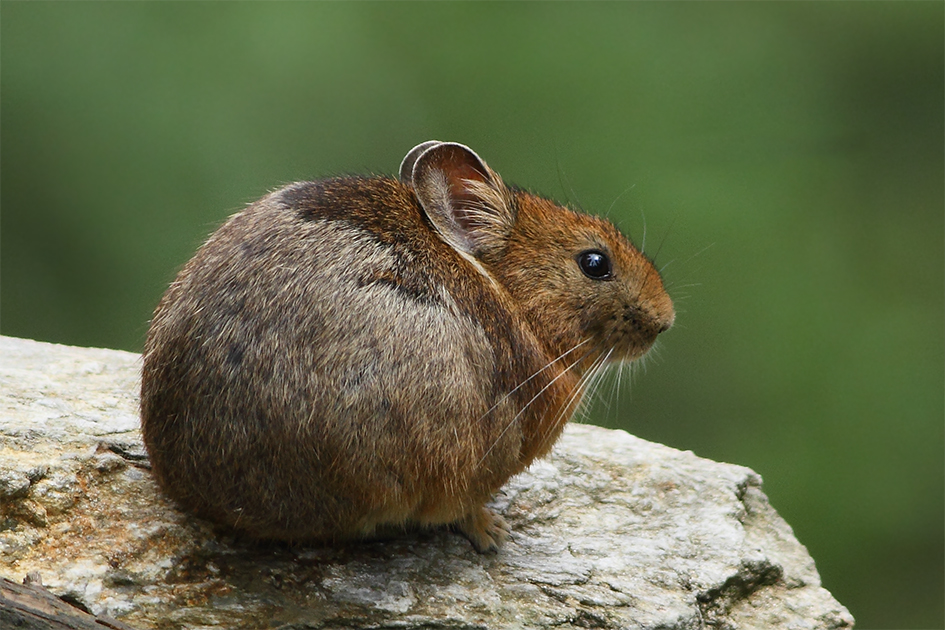 5 wild facts about the american pika the cutest endangered species