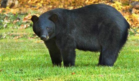 louisiana black bear endangered