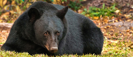 louisiana black bear endangered