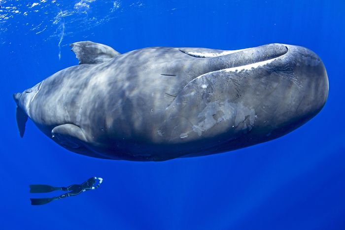 sleeping sperm whales