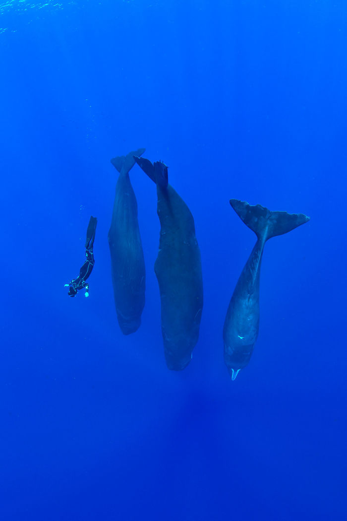 sleeping sperm whales