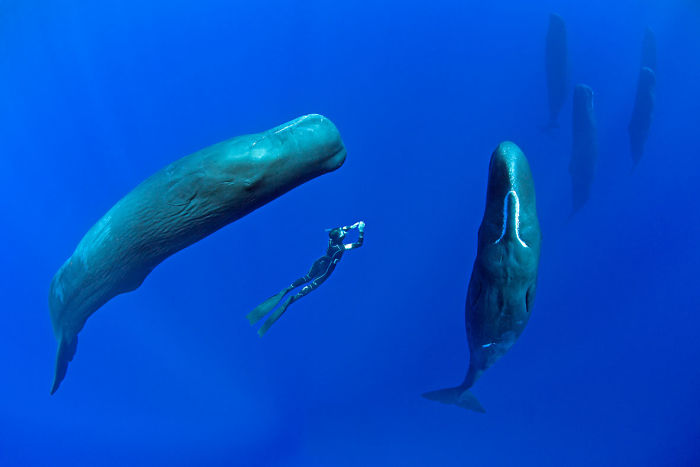 sleeping sperm whales