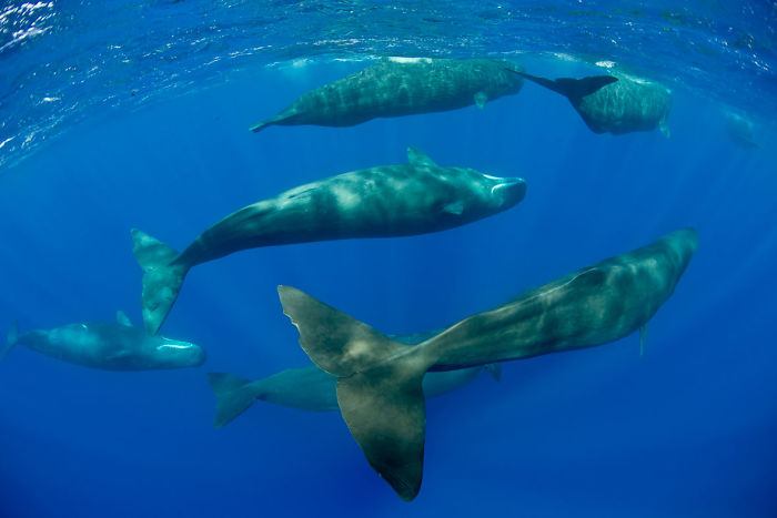 sleeping sperm whales