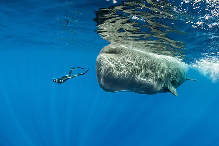 sleeping sperm whales