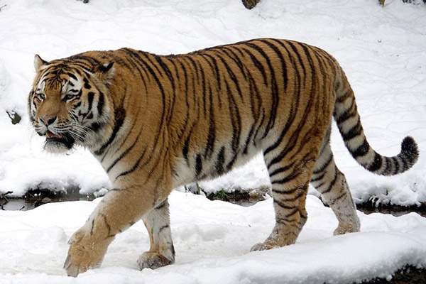 chinese tiger