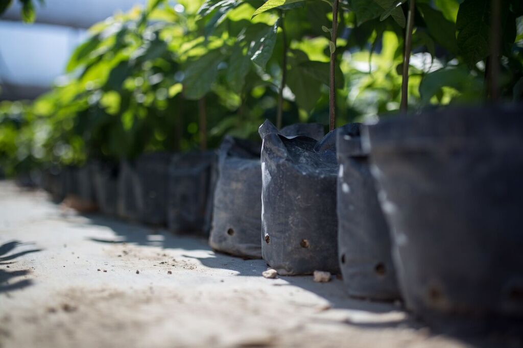 haiti tentree tree planting rainy season