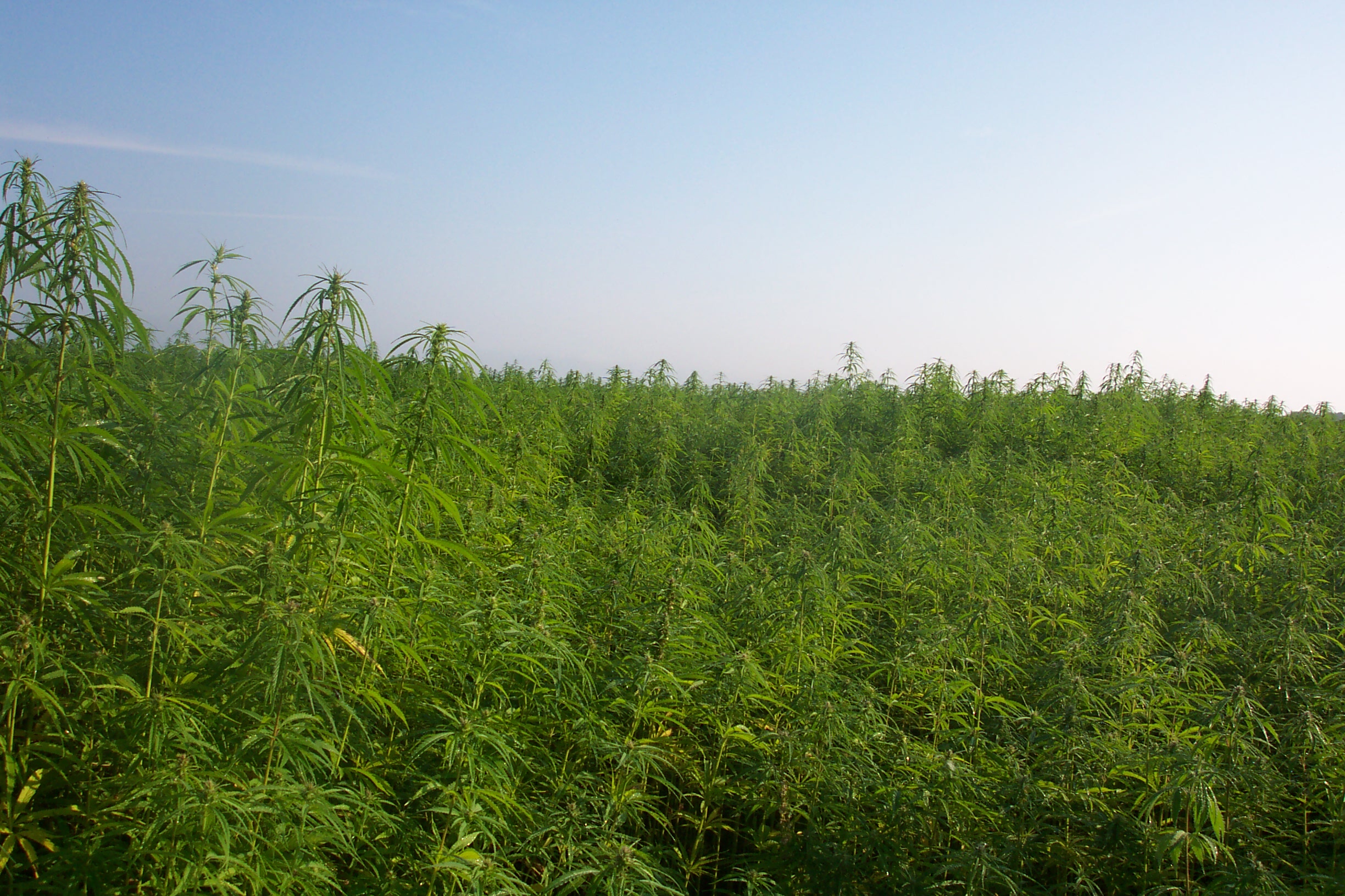 organic hemp field creative commons