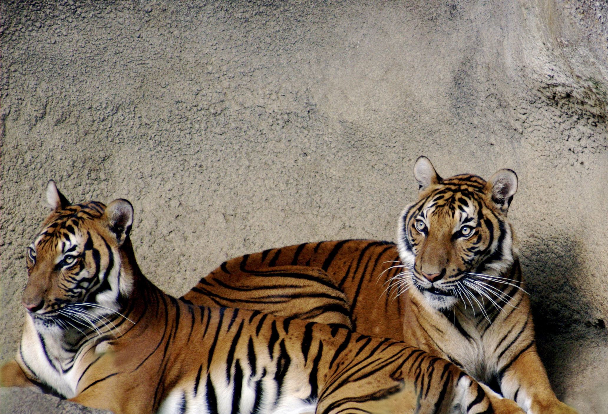 indochinese tigers