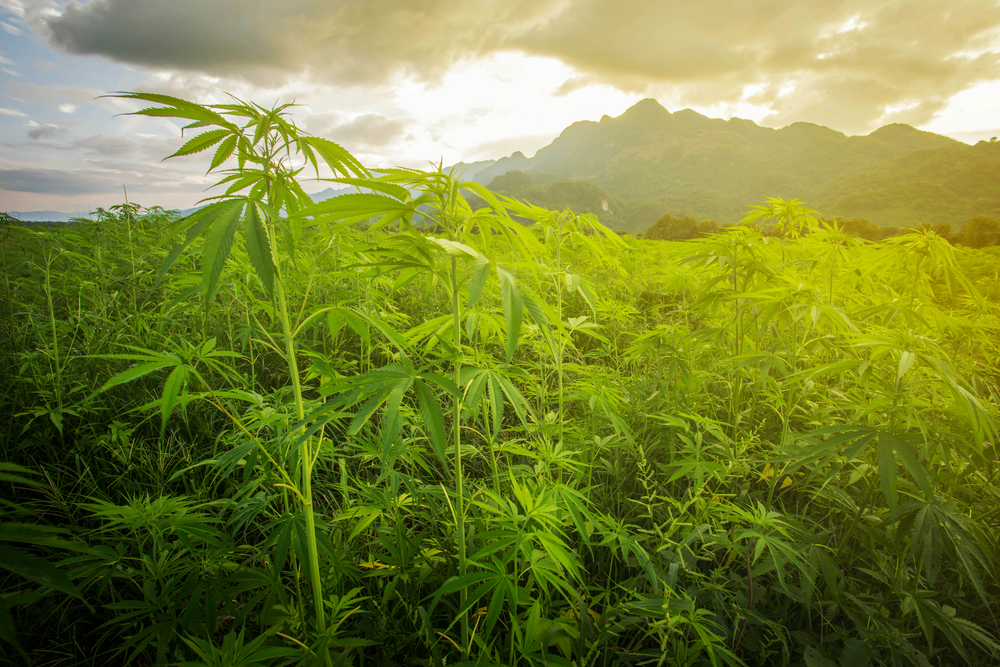 organic hemp field