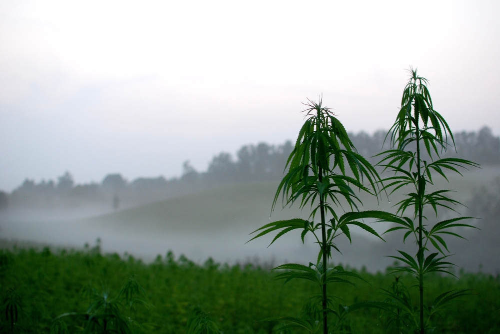 organic hemp field