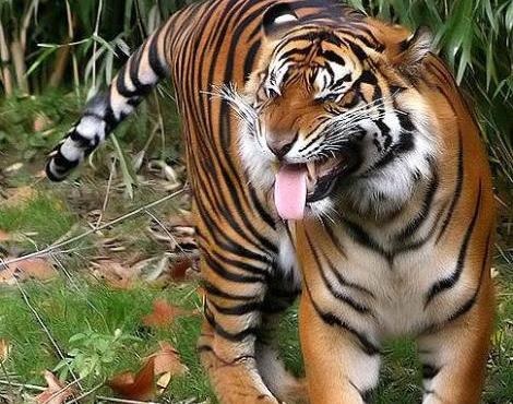 sumatra tiger
