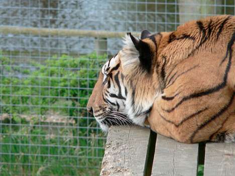 loas tiger farm