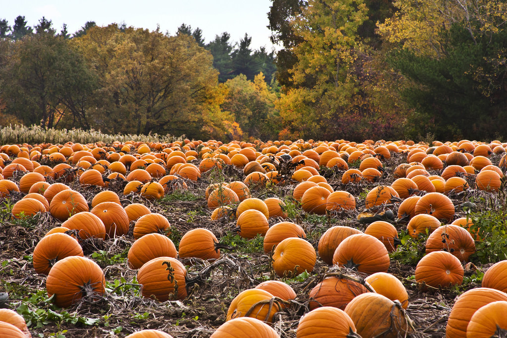 7 Reasons Why October Is Our Favorite Month