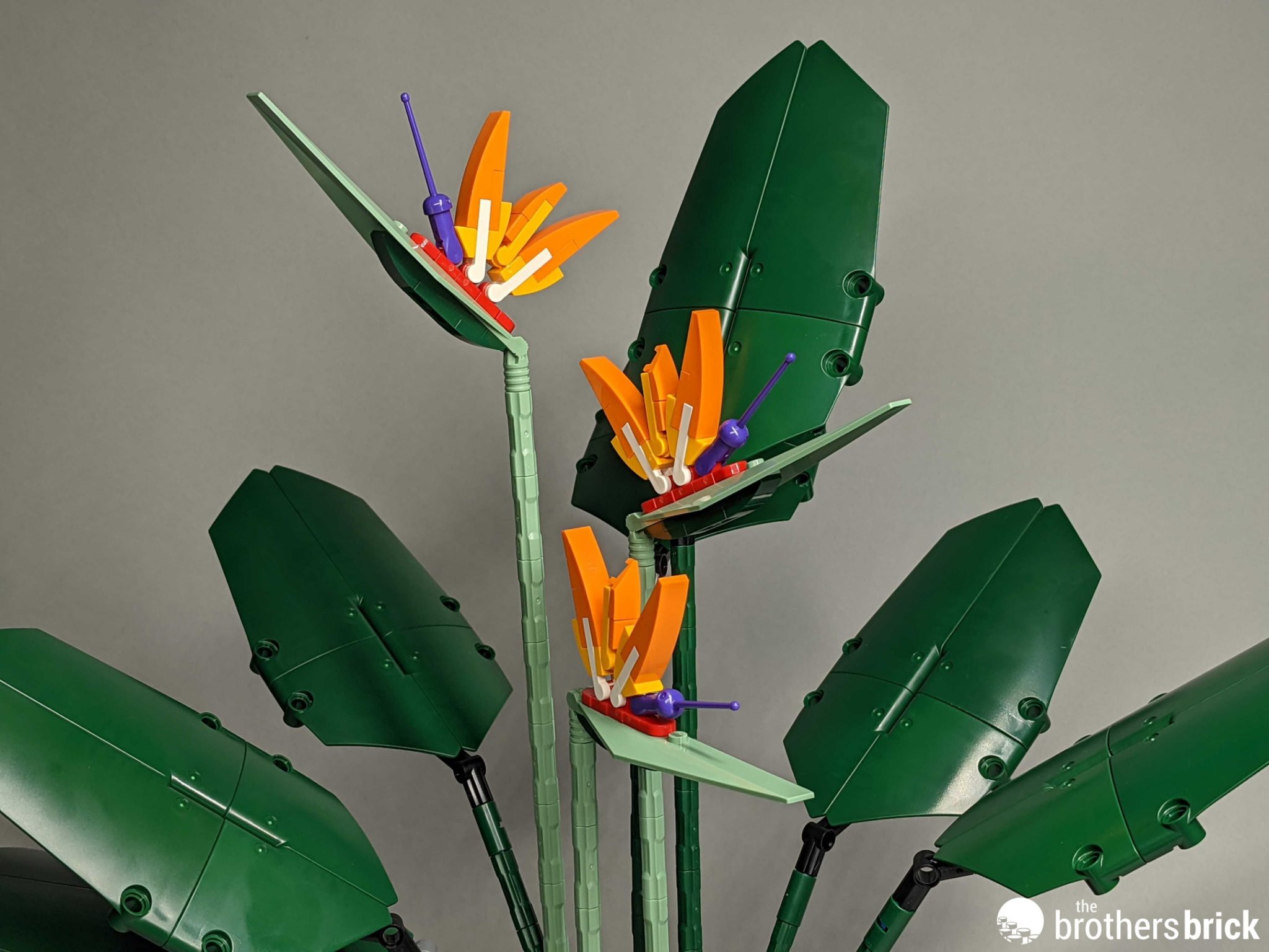 LEGOBotanical Collection10289Bird of ParadiseReviewQ986134 The