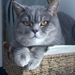 Francoise