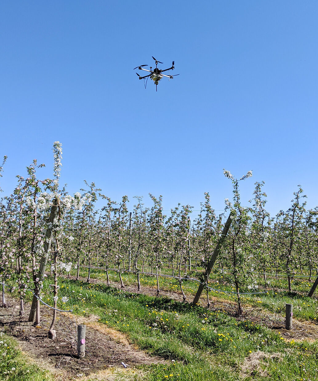 Growers use drones as robotic pollinators Drones in Agriculture