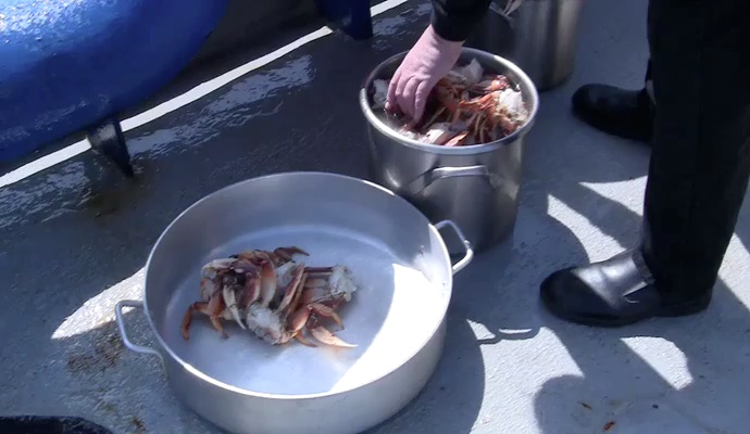 Crabs