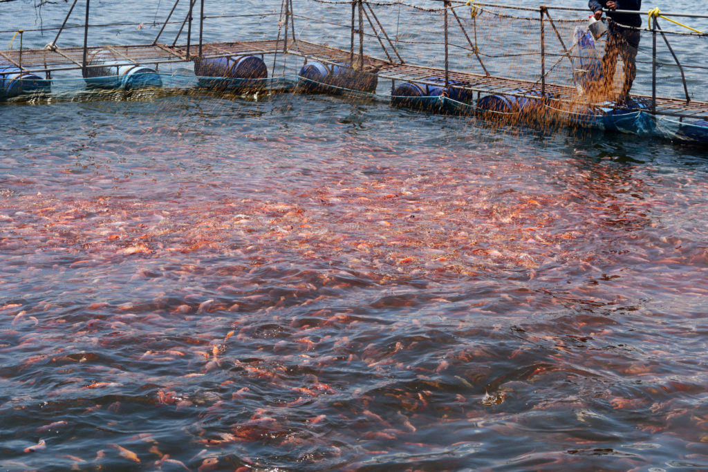 Tilapia Fish Farm