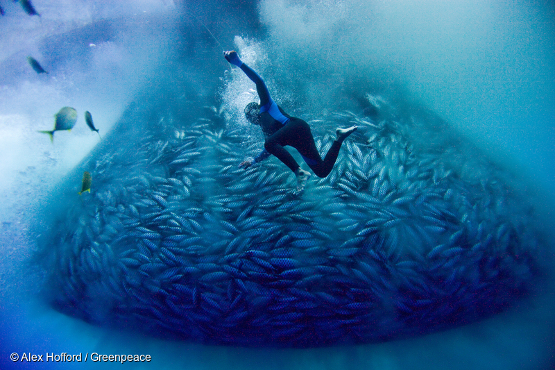 Purse Seine Fishing Operation