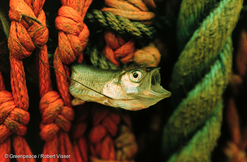 Undersized Bycatch Greenpeace