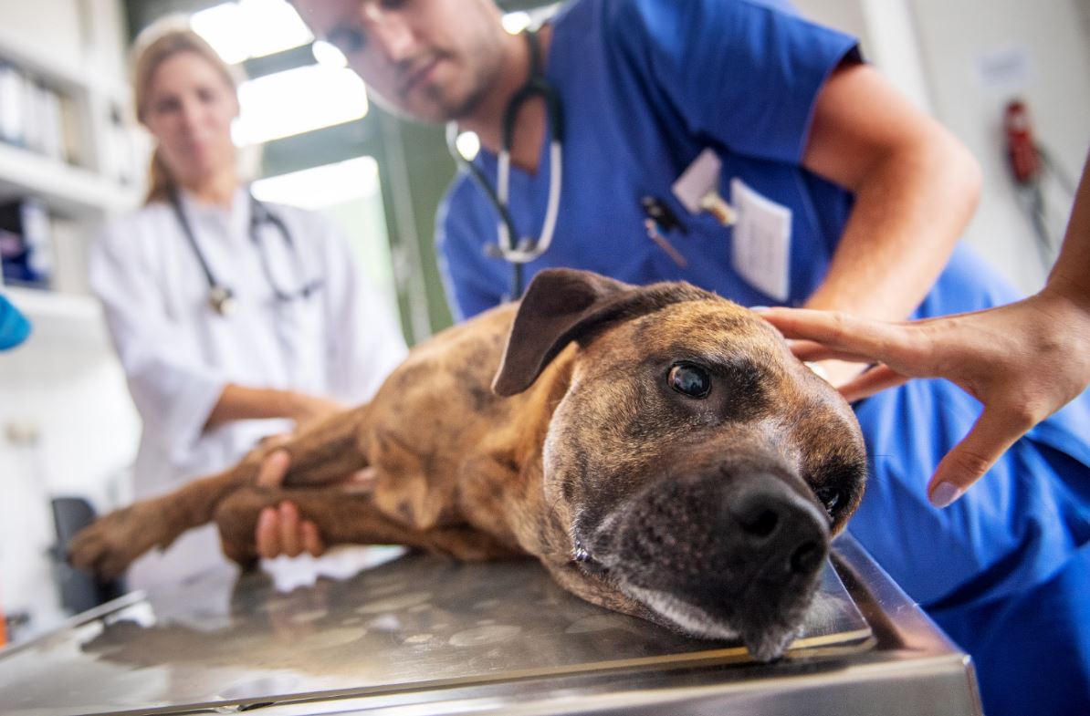 El difícil momento de liberar a la mascota del sufrimiento - Explicacion Final El Poder Del Perro