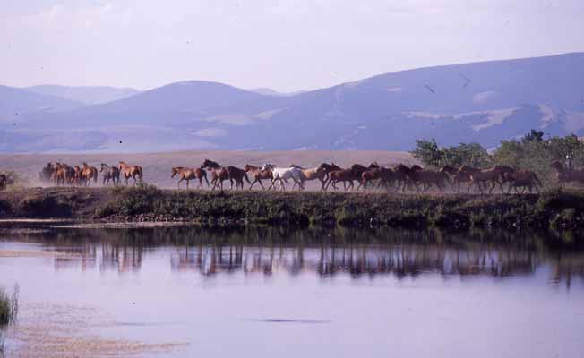 visit montana ranch