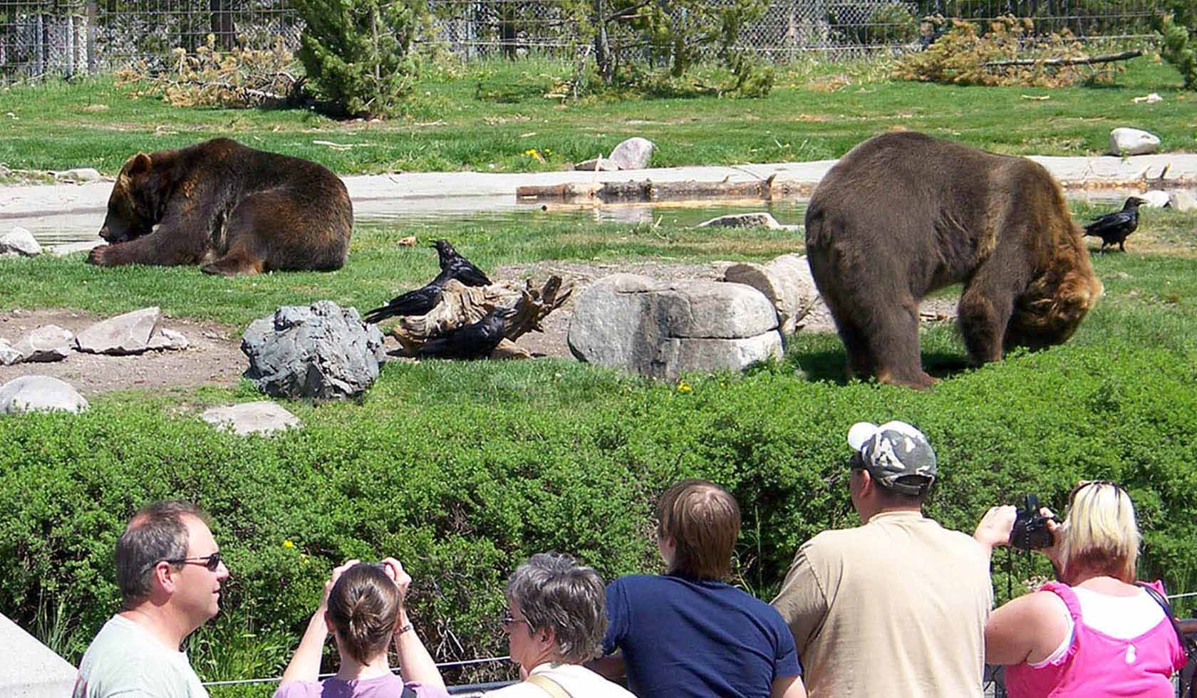 Grizzly & Wolf Discovery Center