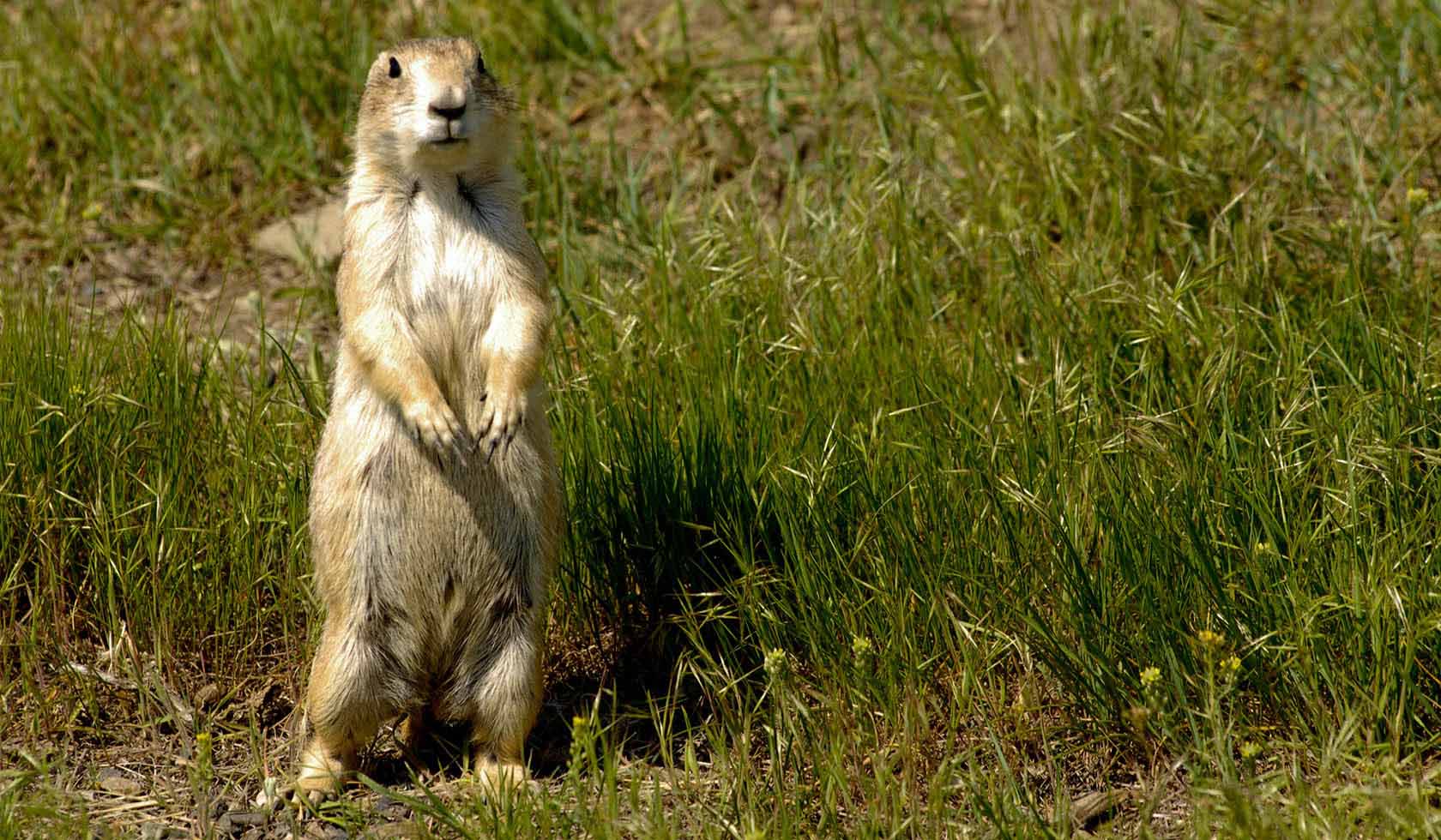 Greycliff Prairie Dog Town State Park