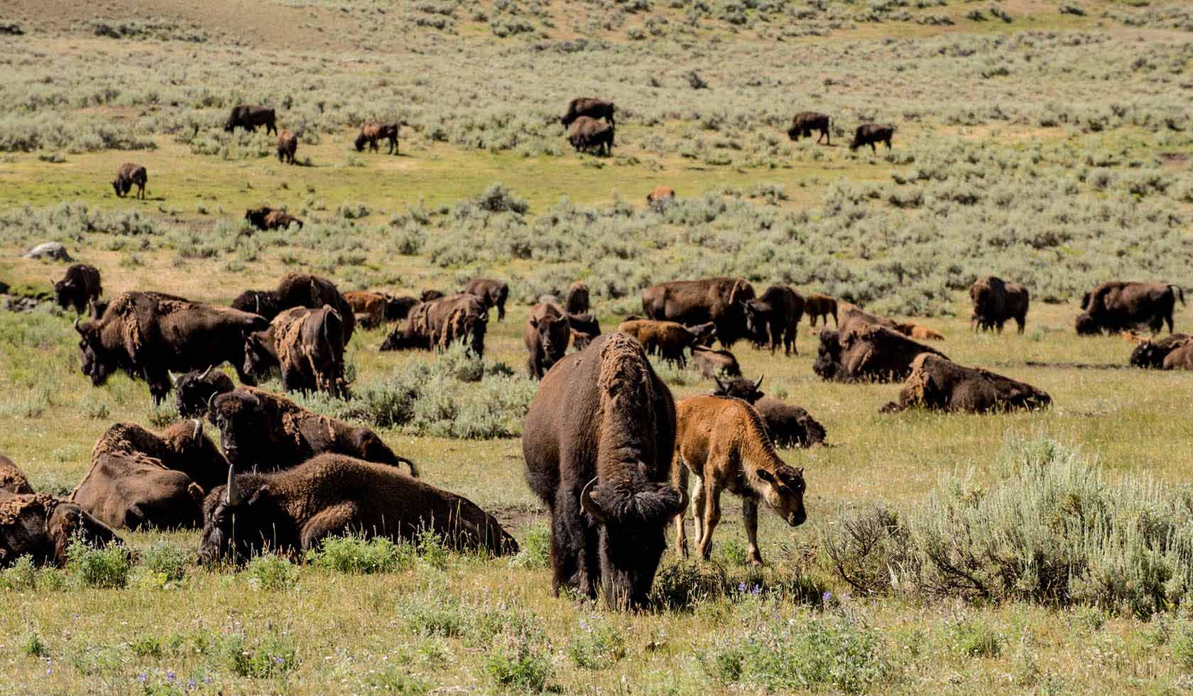 Lamar Valley 4709