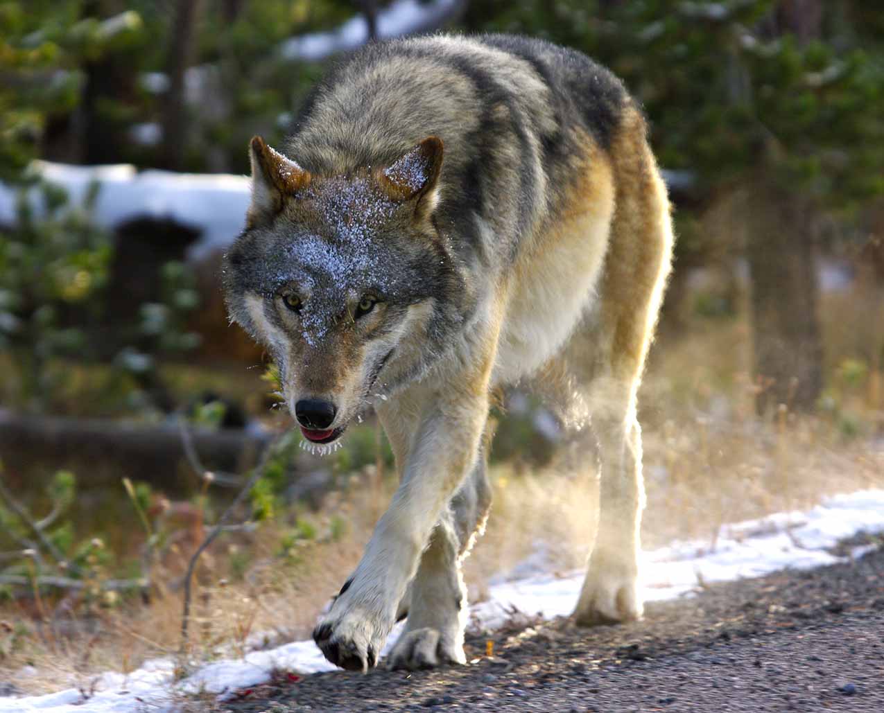 Yellowstone Wolf Tracker